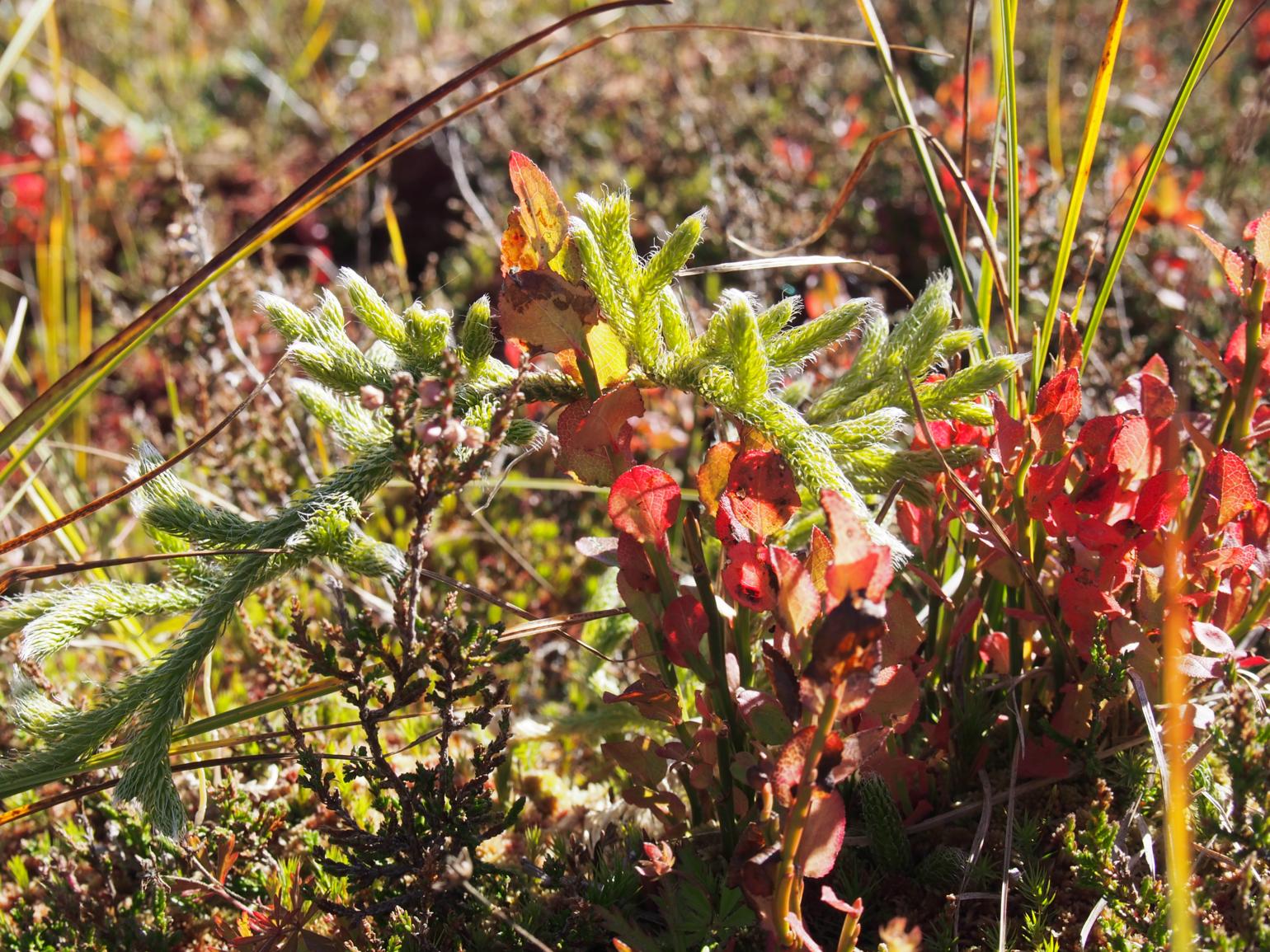 Clubmoss, Stagshorn